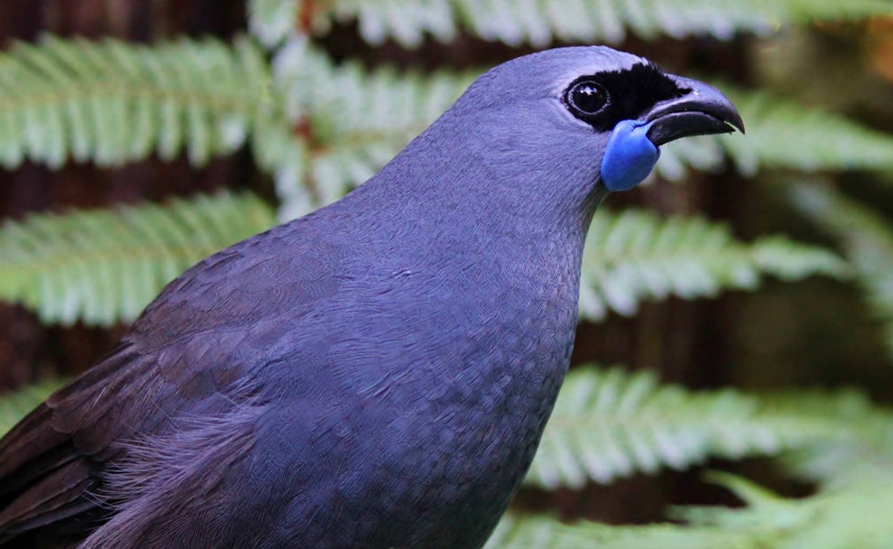 Farm Biodiversity — Regenpreneur PDC, New Zealand
