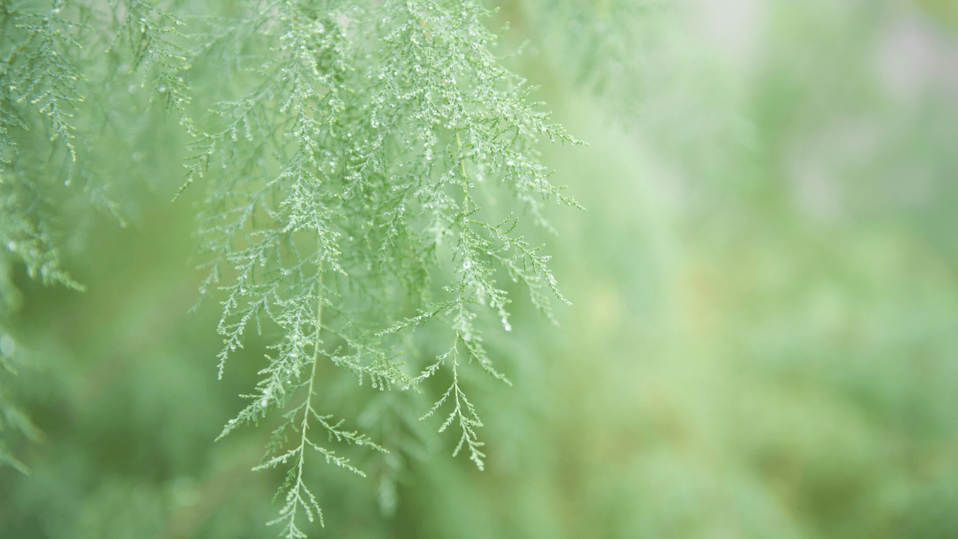 Regenerative changemaker interviews