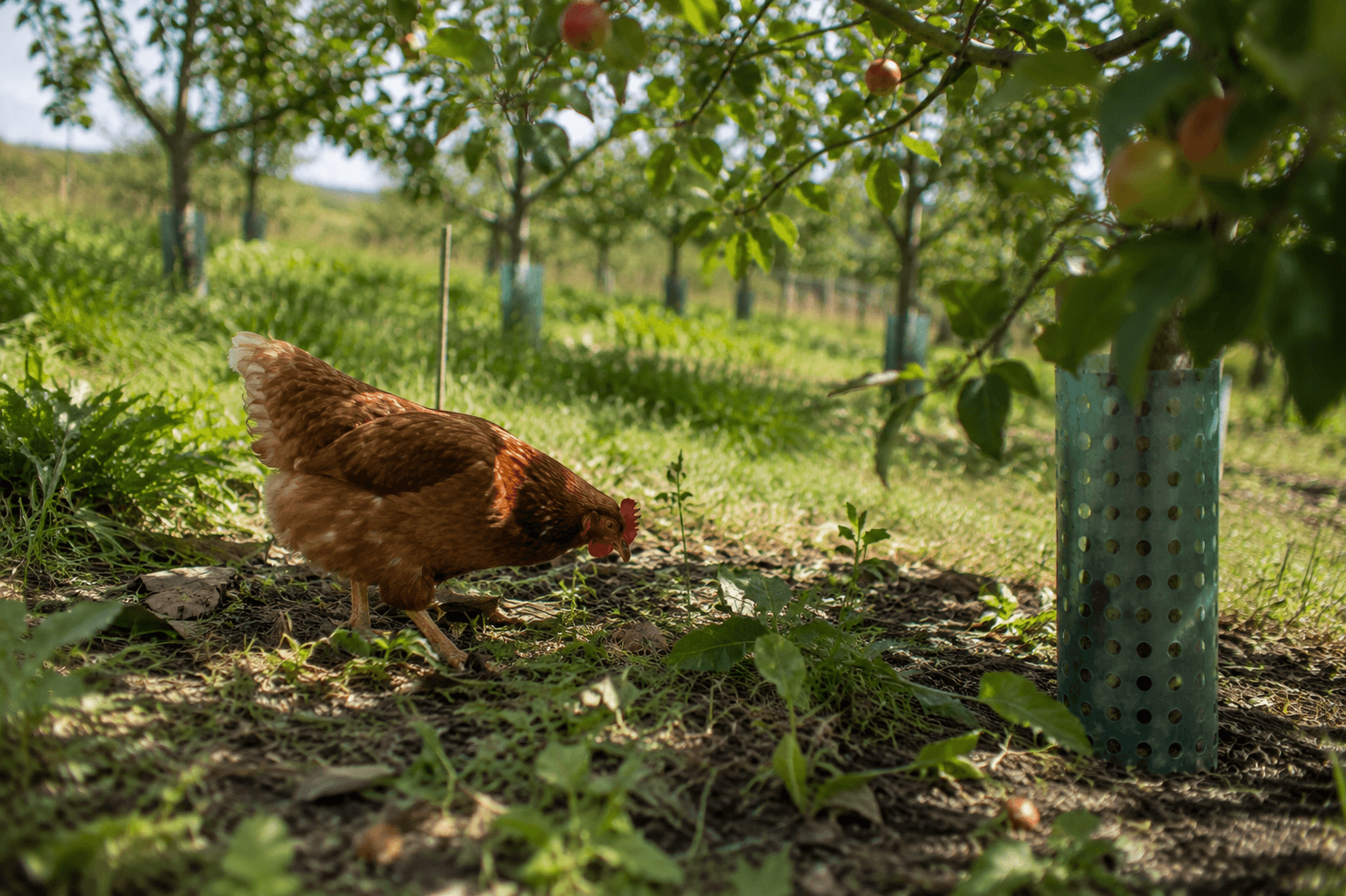 Permaculture Orchard — Regenpreneur PDC, New Zealand