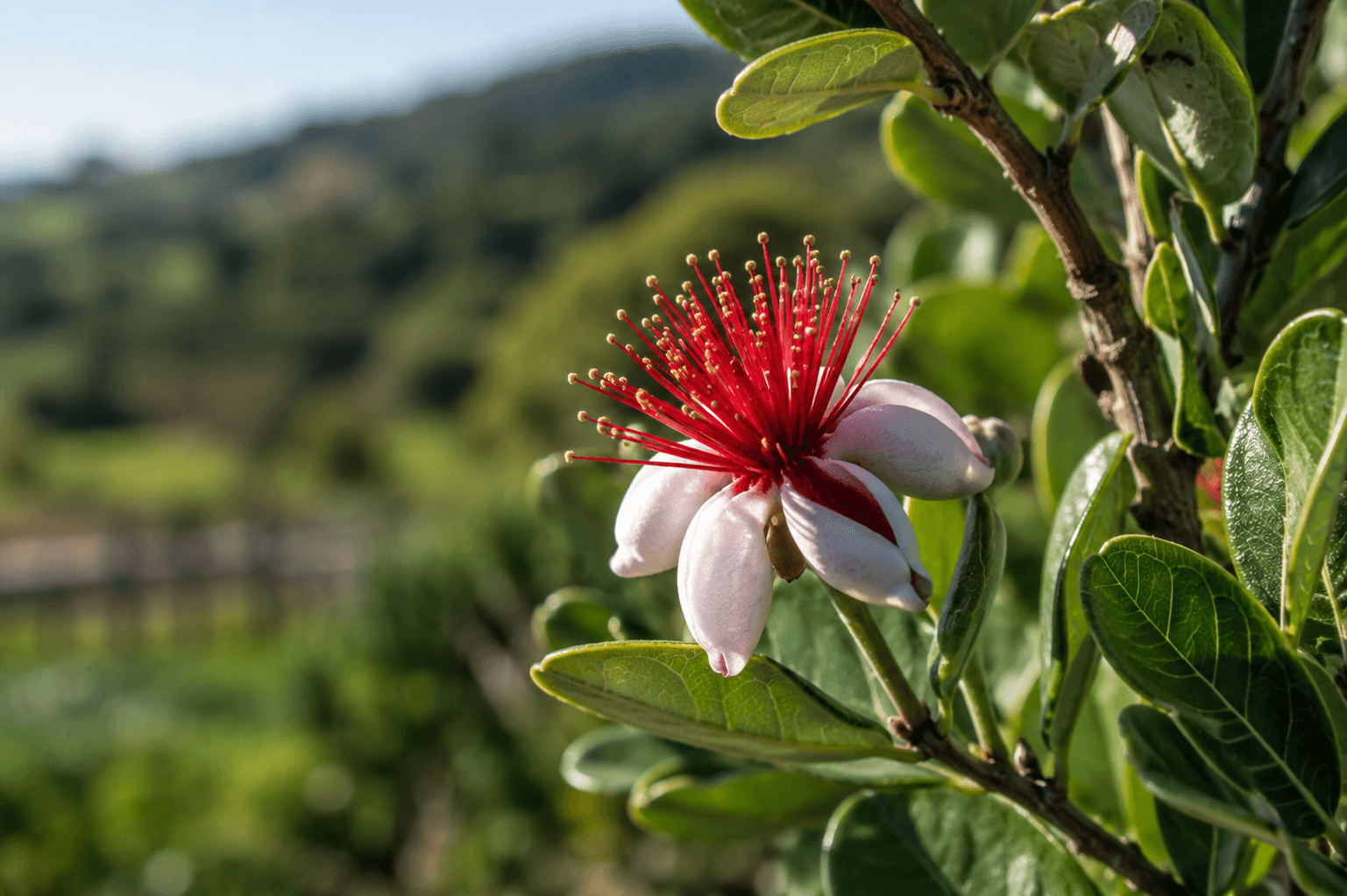 Pasture Systems — Regenpreneur PDC, New Zealand